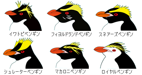マカロニペンギン属の識別図