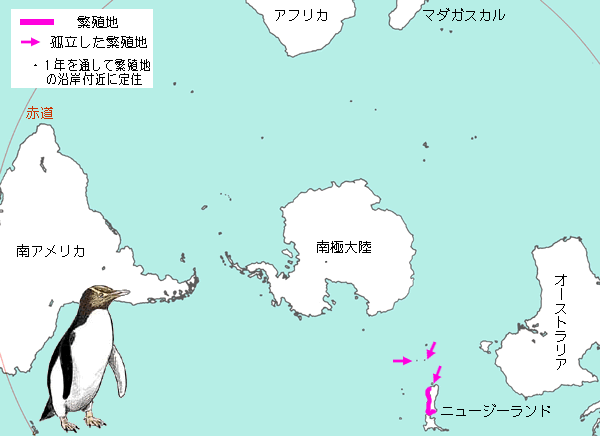 キガシラペンギンの繁殖地