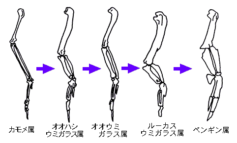 フリッパーの進化図