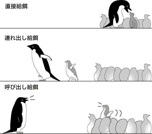 ペンギンの給餌3形態