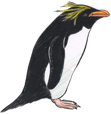 マカロニペンギン