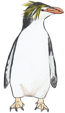 ロイヤルペンギン